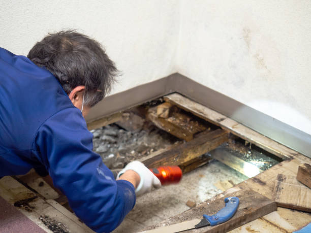 Best Mold Remediation for Schools in Mora, MN