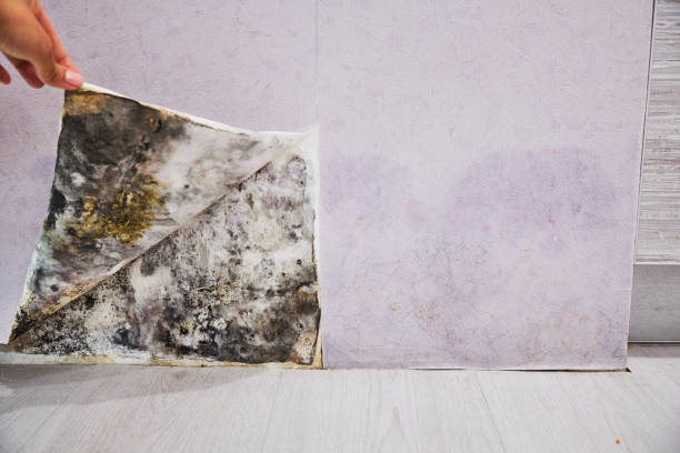 Best Attic Mold Remediation in Mora, MN